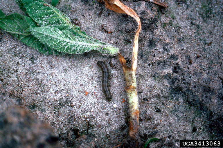 Identify and Control Cutworms