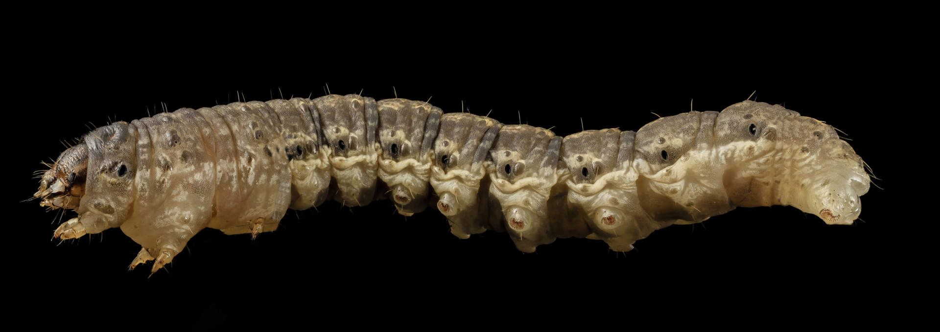 side view of cutworm