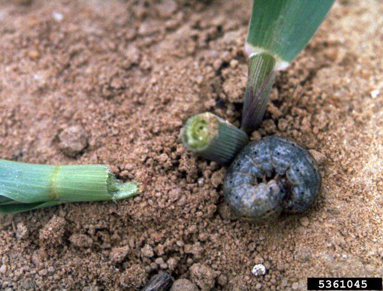 black cutworm in ground
