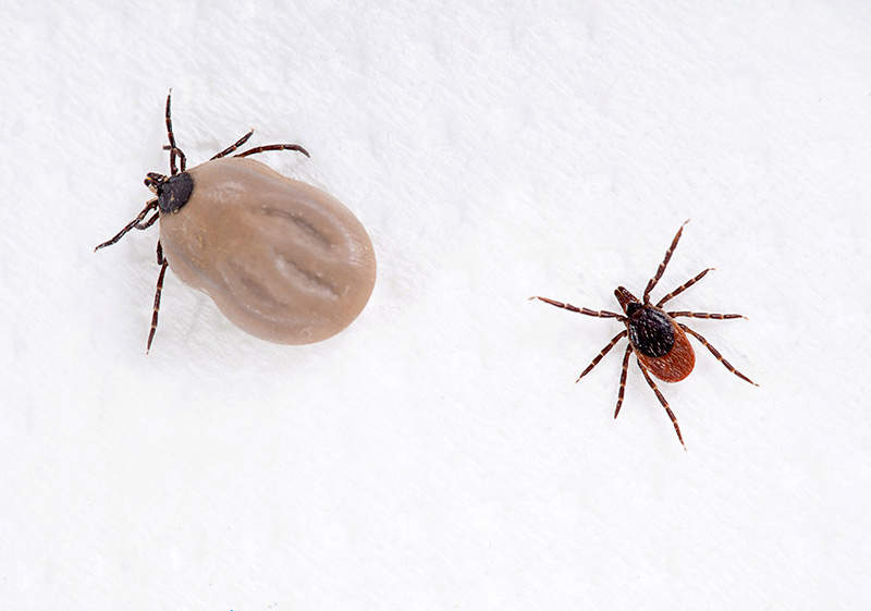 engorged and normal tick