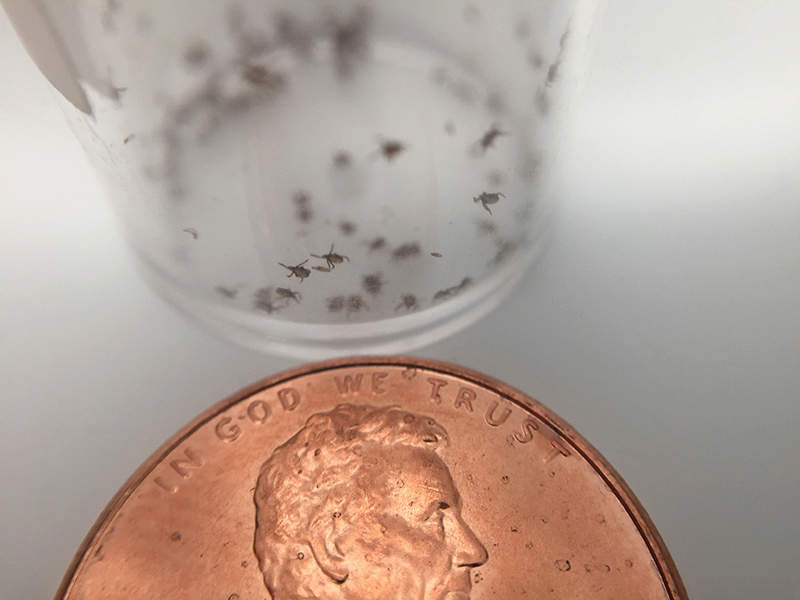 deer ticks
