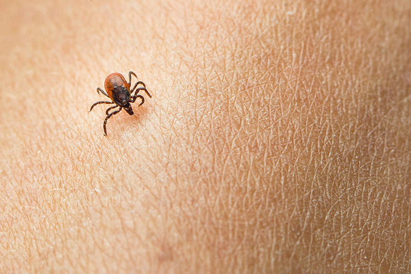 adult tick on skin
