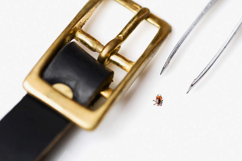 tick next to belt buckle