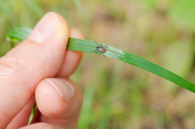 tick on a blade of grass