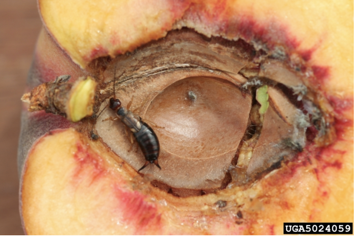 An earwig feeding on a peach.