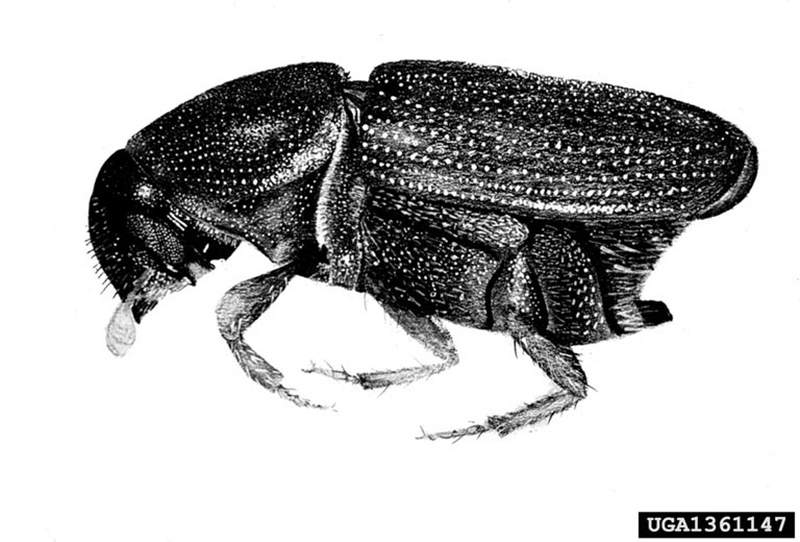 Elm bark Beetle in black and white