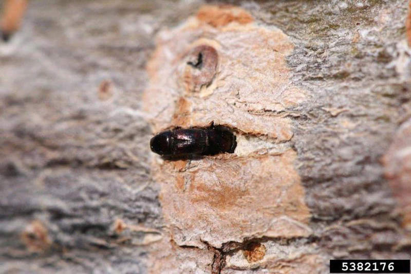 adult Elm bark Beetle