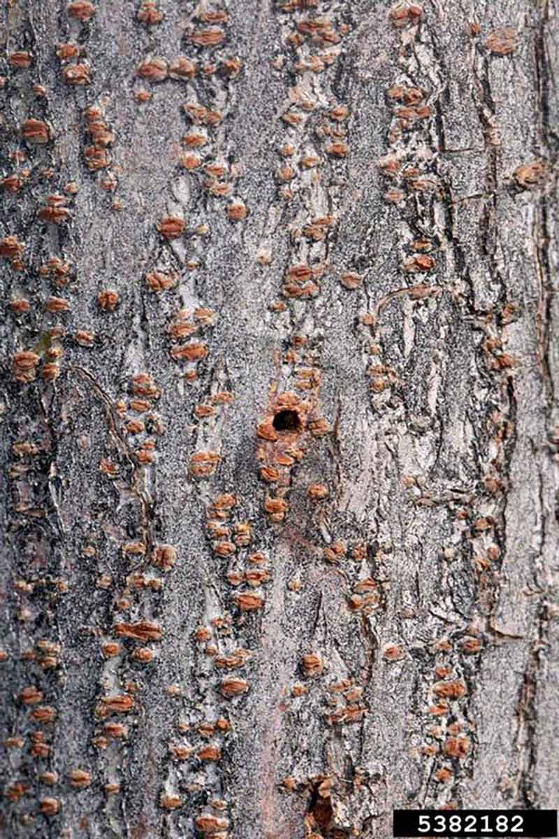 entry hole for Elm bark Beetle