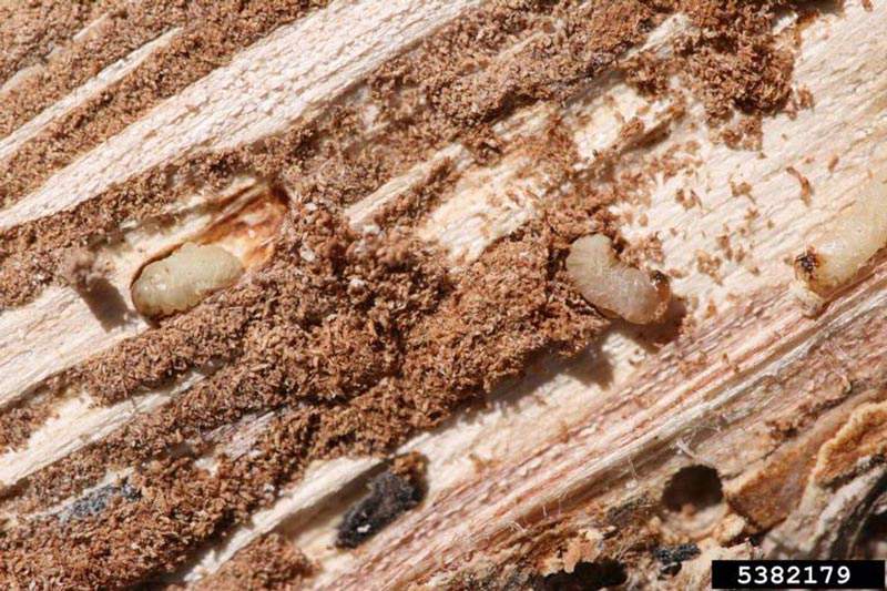 Elm bark Beetle larvae