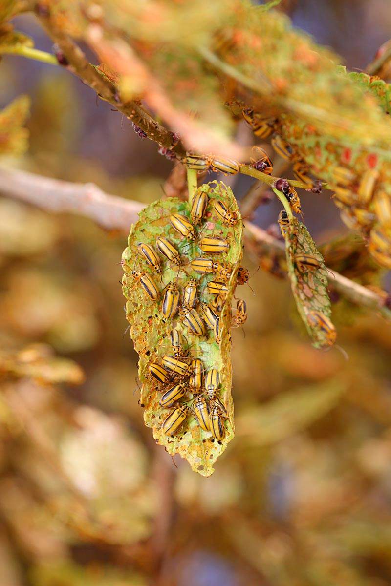 Elm leaf beetle infestation