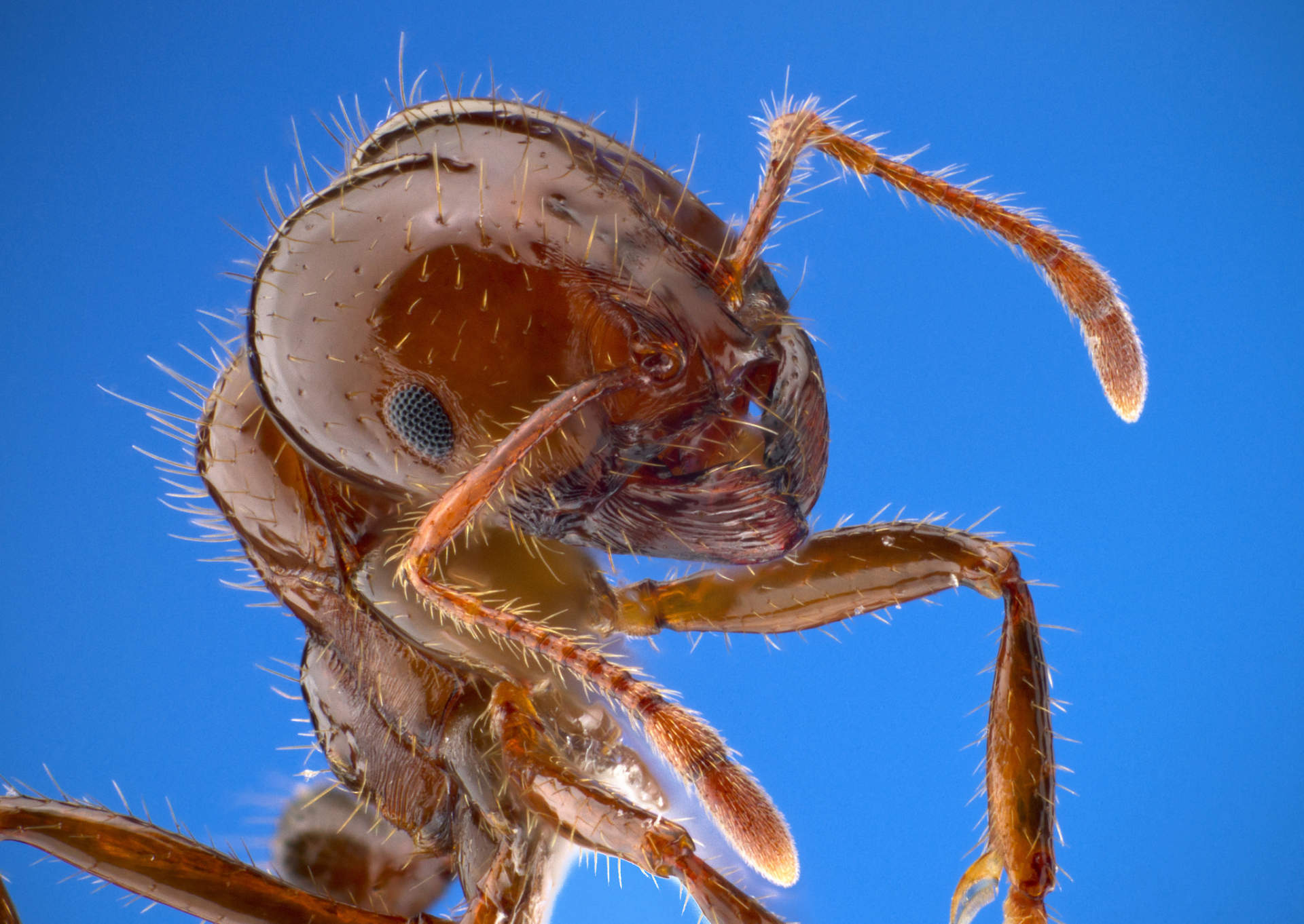 close up of fire ant worker