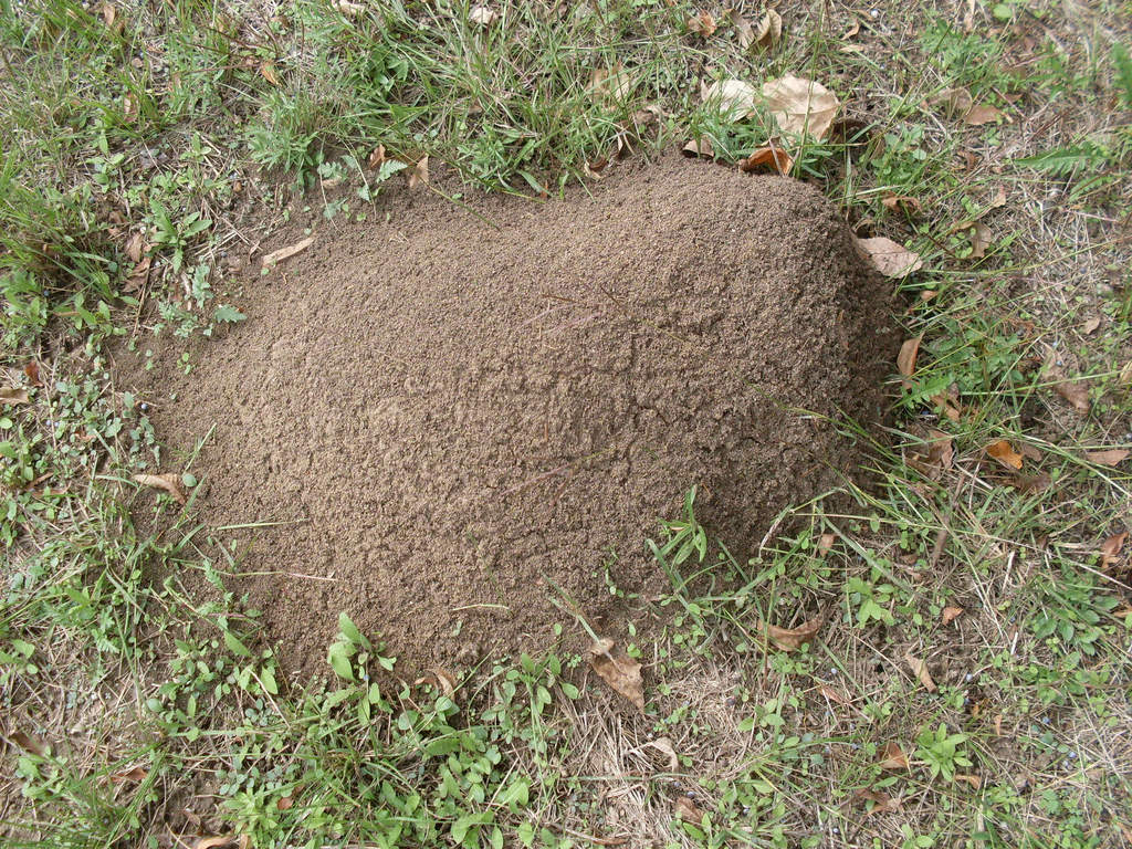 fire ant hills