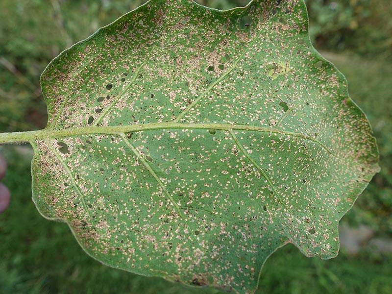 damage caused by flea beetles