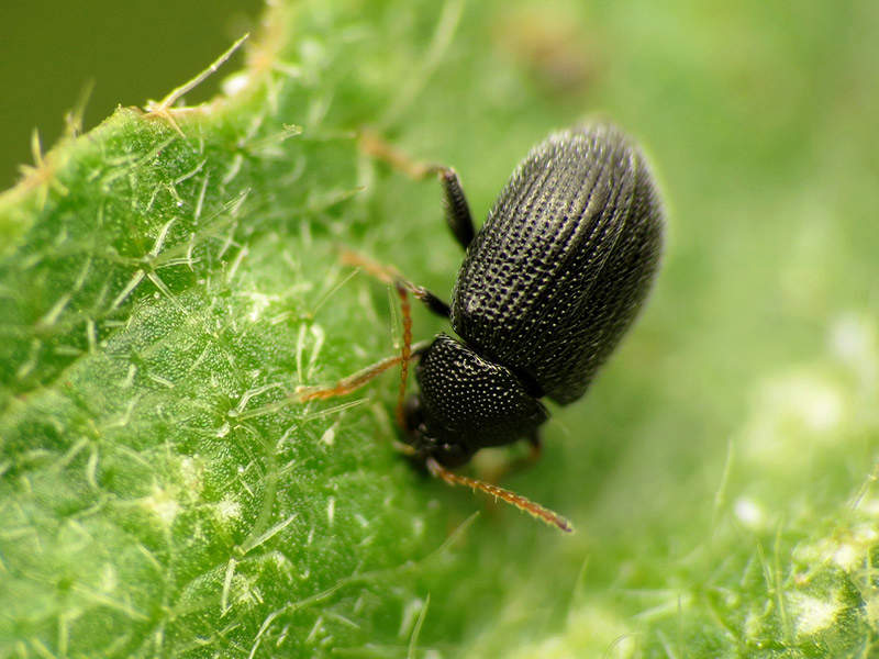 flea beetle eating