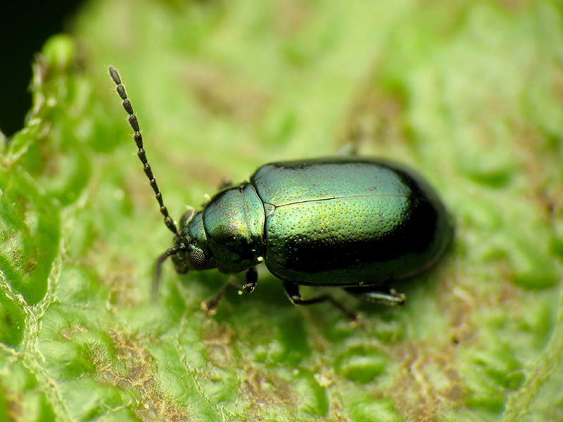 adult green flea beetle