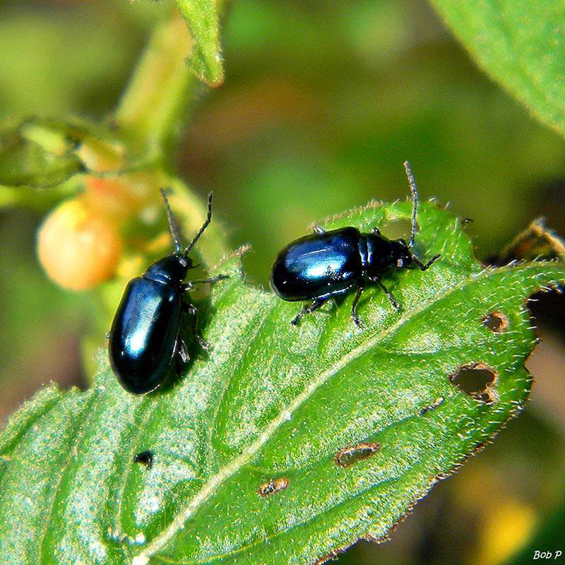 adult metallic blue flea beetle