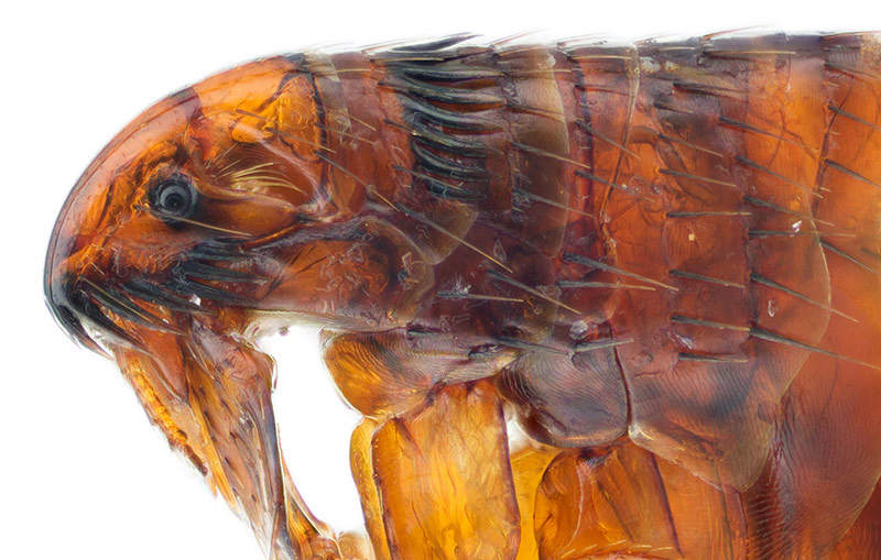 adult flea close up