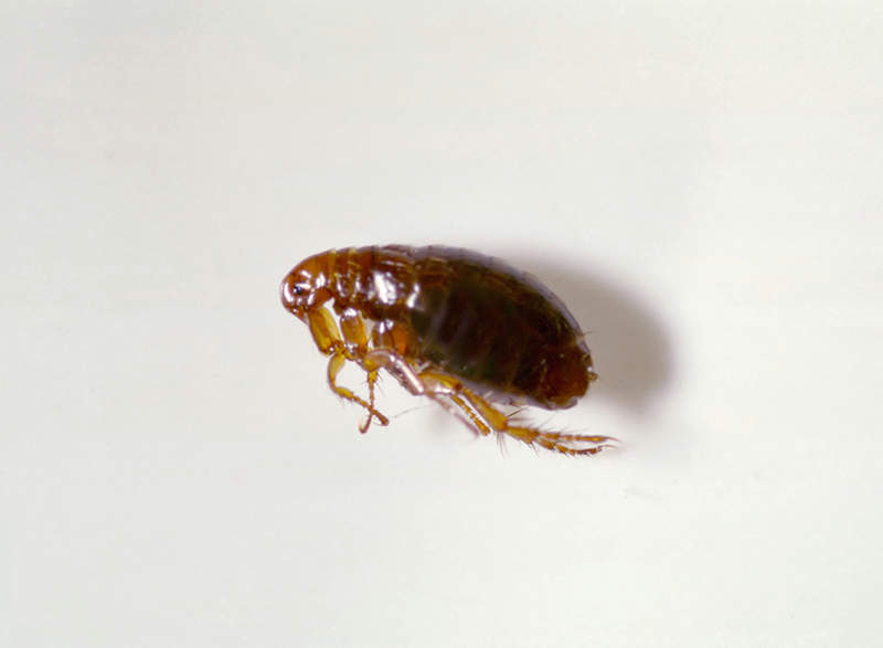 adult flea
