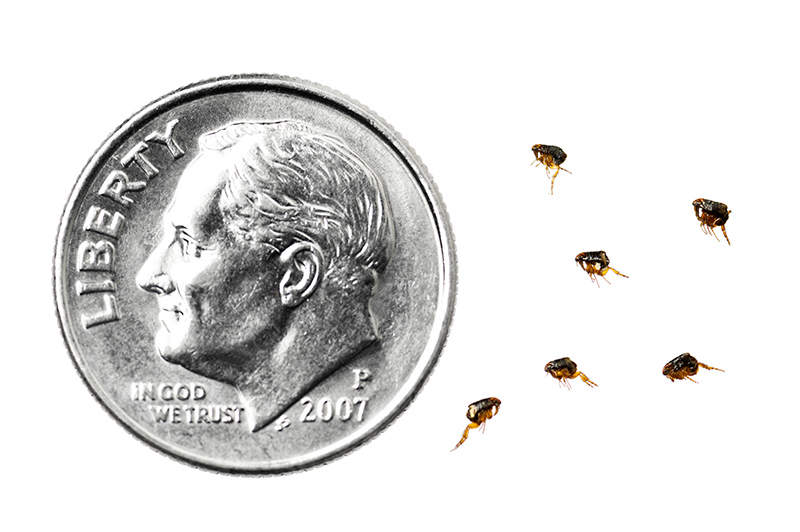 flea size compared to dime