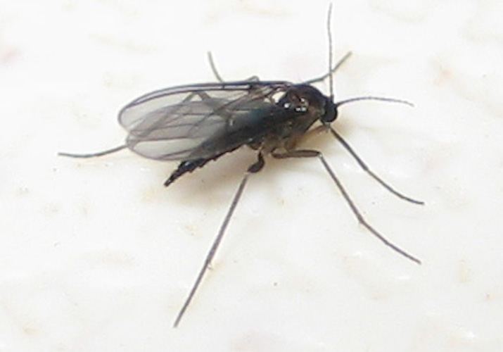 Close up image of black fungus gnat