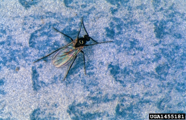 Close up image of a fungus gnat