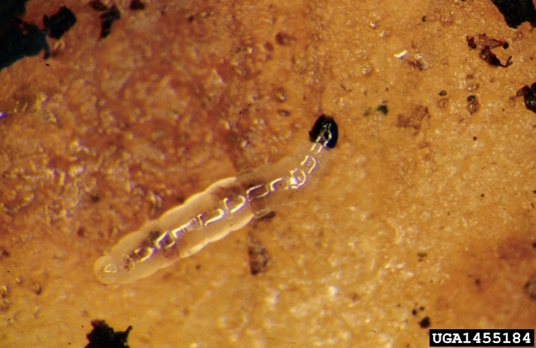 Close up image of black fungus gnat larvae