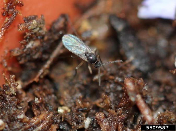 Close up image of a group of black fungus gnats.