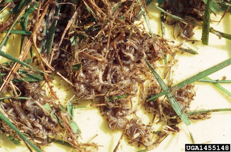 Close up image of black fungus gnats and larvae