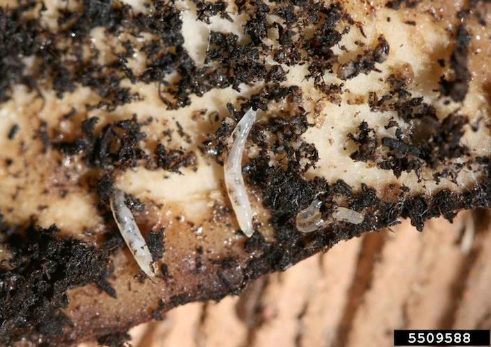 Close up image of black fungus gnat larvae