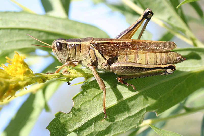 grasshopper on a leaf