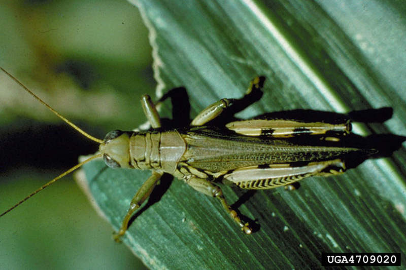 grasshopper eating a leaf