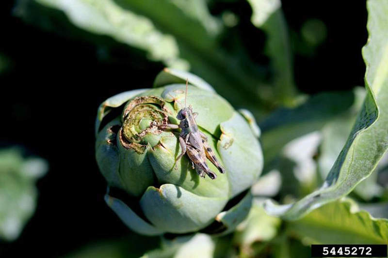 adult green grasshopper