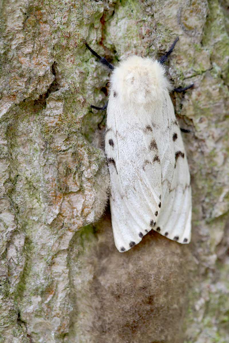 female gypsy moth