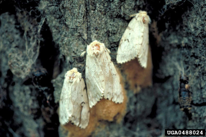 female gypsy moth with eggs