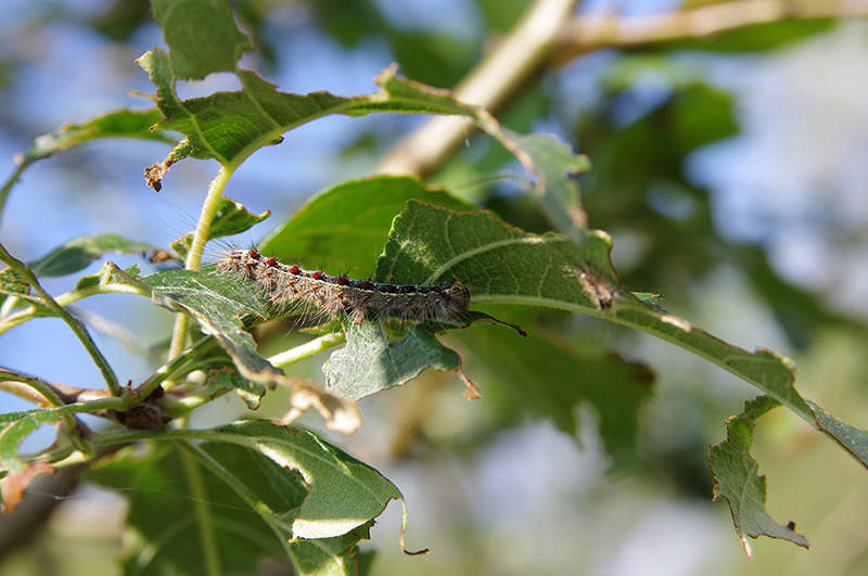 larvae eating