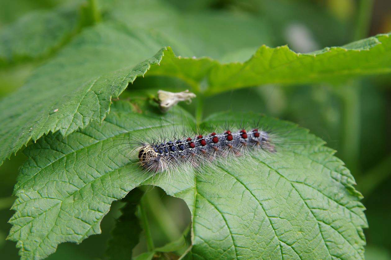 larvae on a leaf