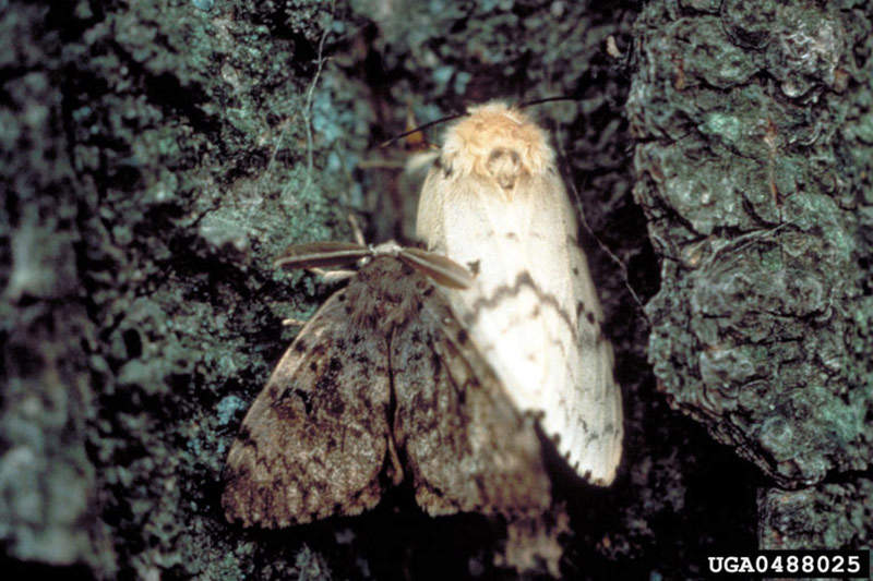 male and female gypsy moth