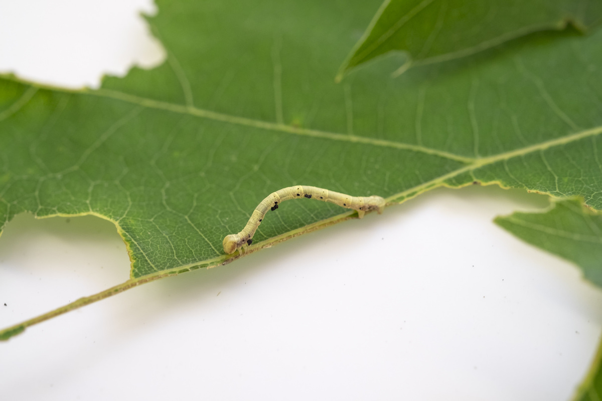 Green inchworm crawling on a leaf.