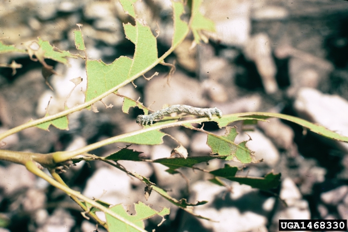 Inchworm on pile of leaves