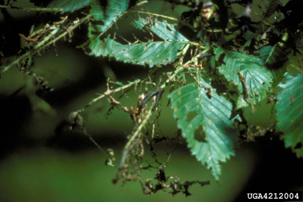 damage caused by hungry inchworms