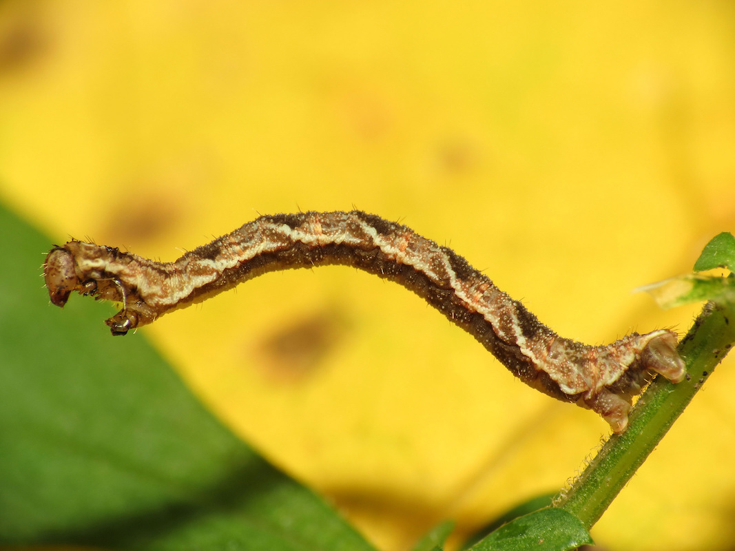 A close up image of an inchworm on a leaf