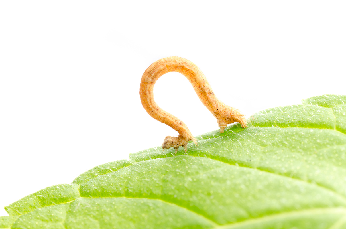 Close up image of a looper