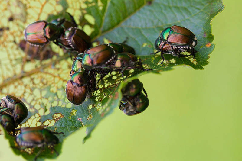 Japanese beetles eating leaves