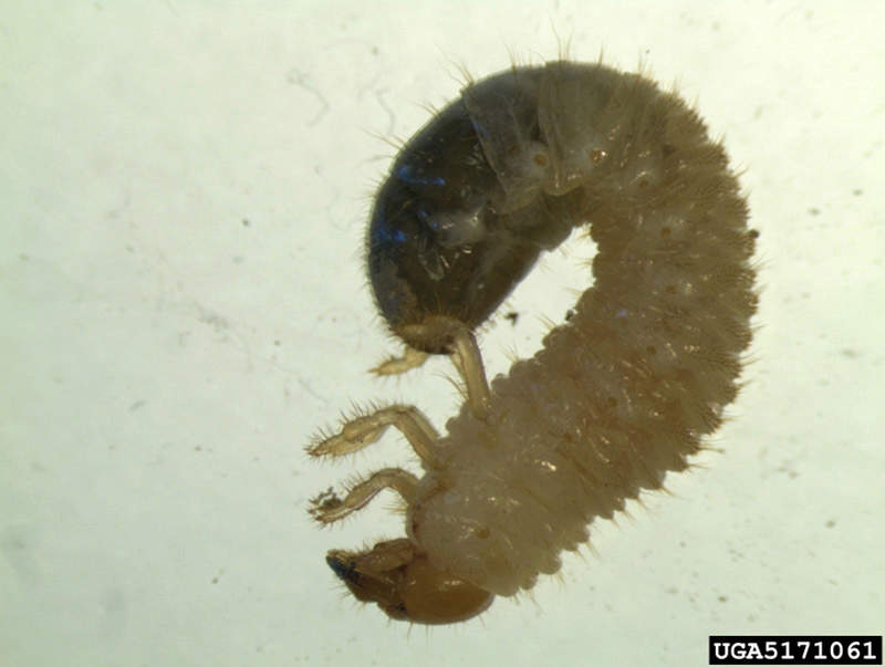 close up image of Japanese beetle grub 