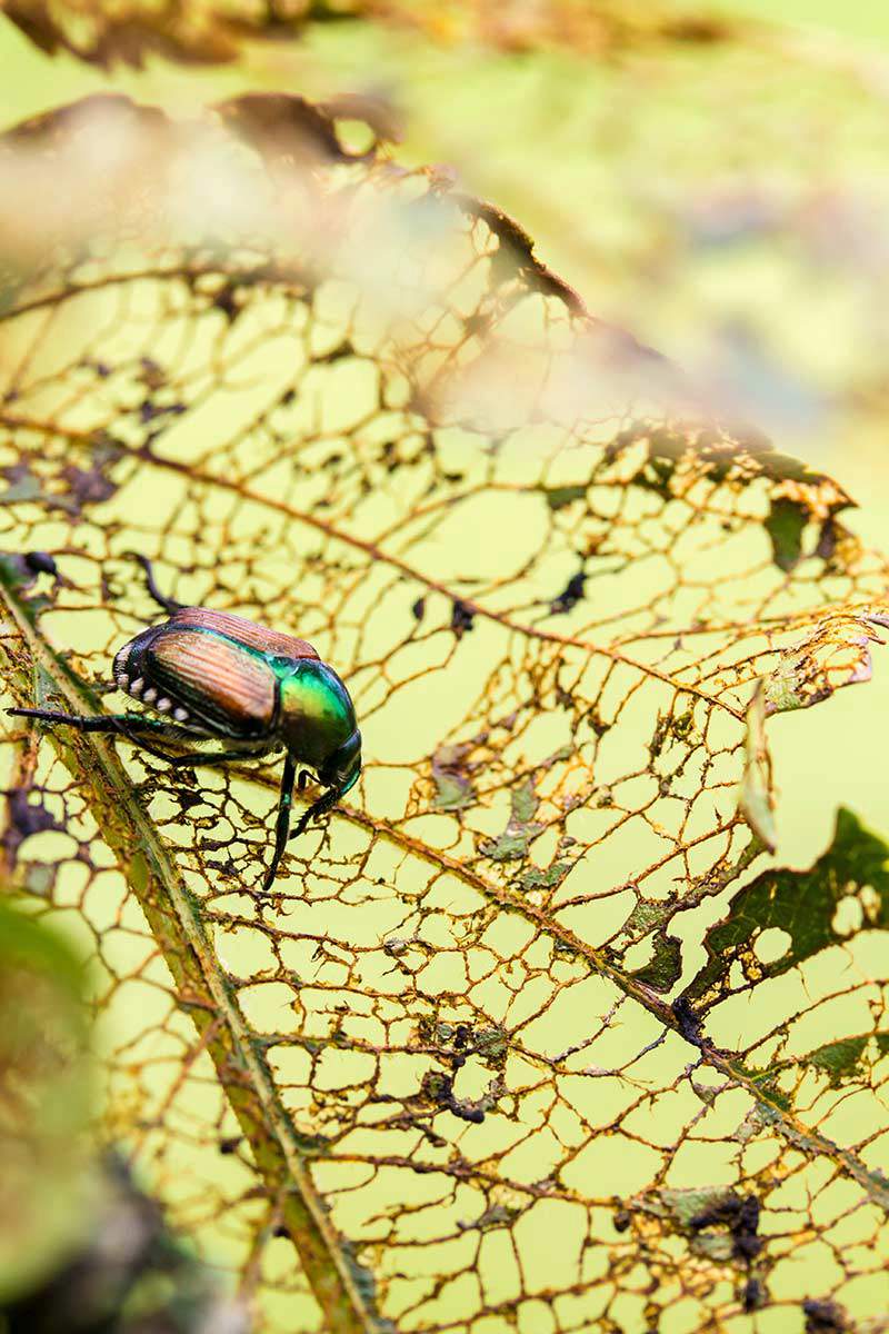 Japanese beetle on a leaf