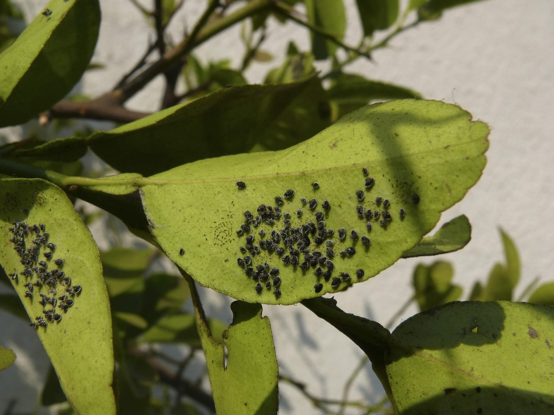 mass of lace bugs on leaf
