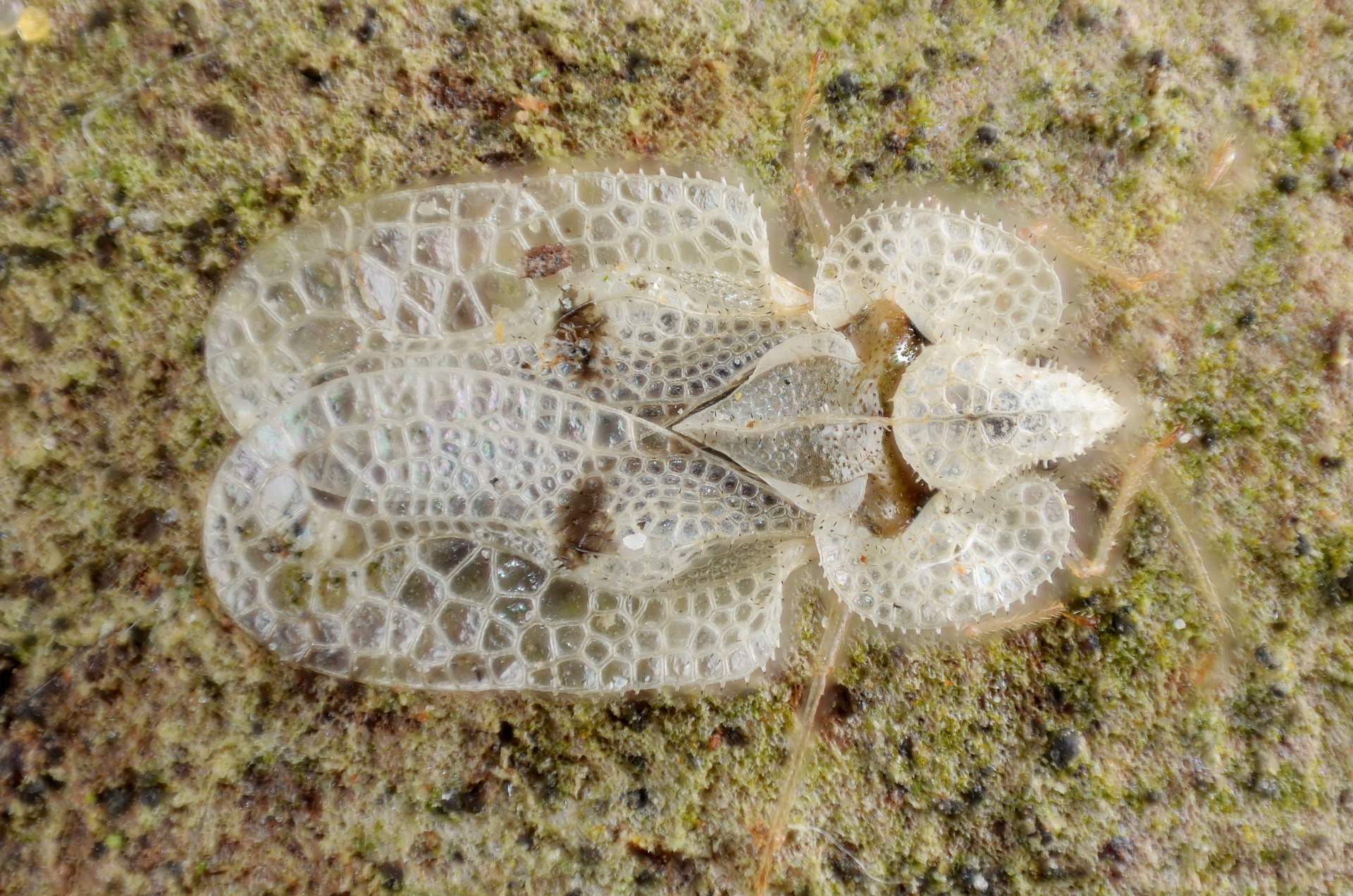 adult Sycamore Lace Bug