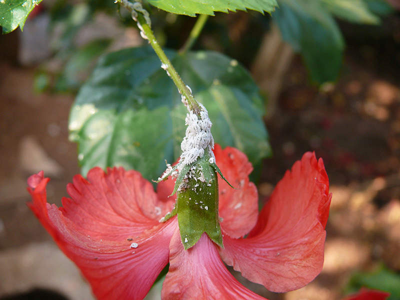 cotton mealy bug on flower