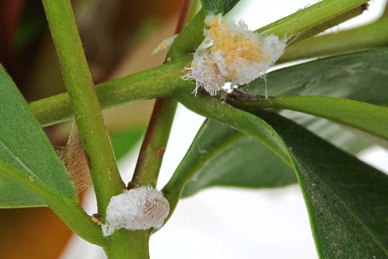 mealy bug insects and eggs