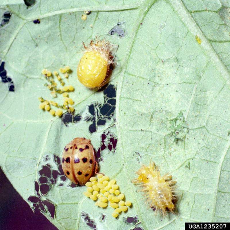 different life stages of a Mexican bean beetle